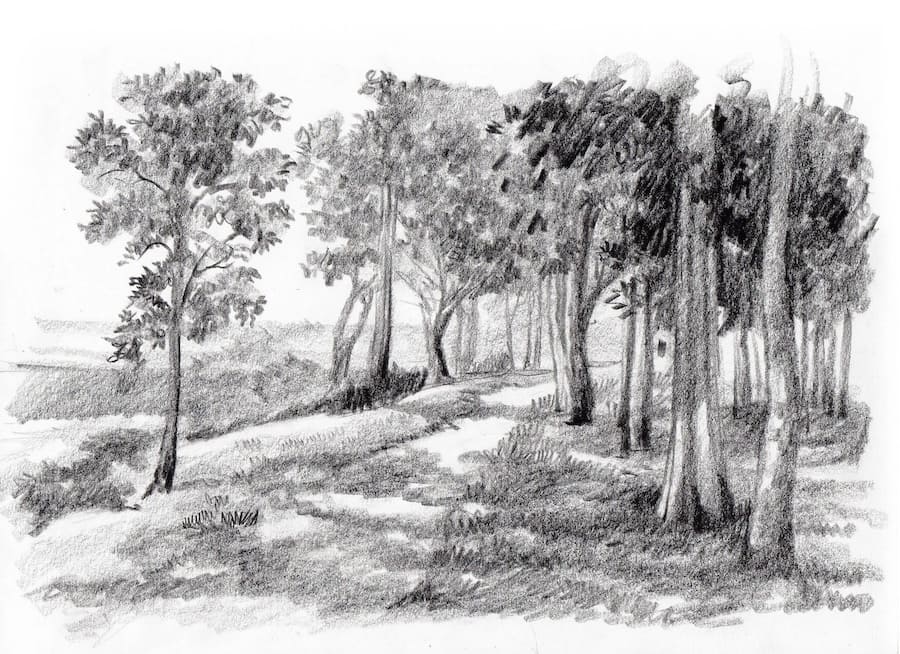 Carta Da Parati Paesaggio Bosco Disegnato a Matita - Fotomurale