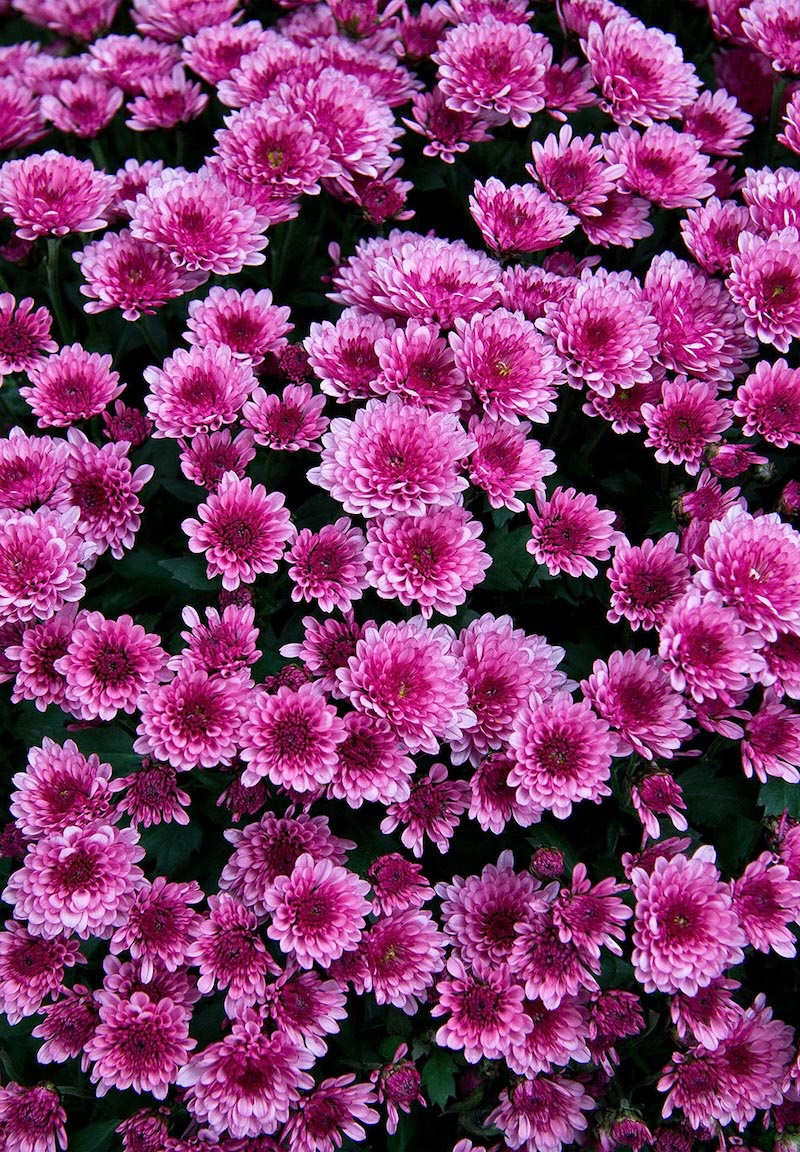 Carta Da Parati Fiori Viola - Fotomurale