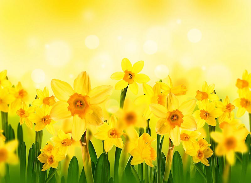 Carta Da Parati Sole E Fiori - Fotomurale