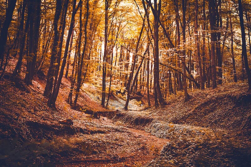 Carta Da Parati Foresta Di Sherwood - Fotomurale