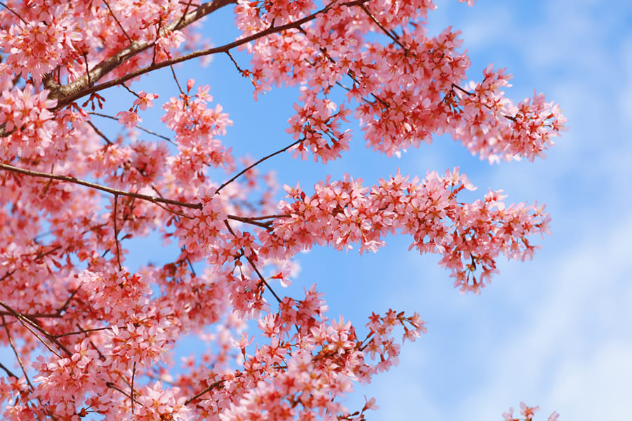 Carta Da Parati Albero di Ciliegio in Fiore - Fotomurale