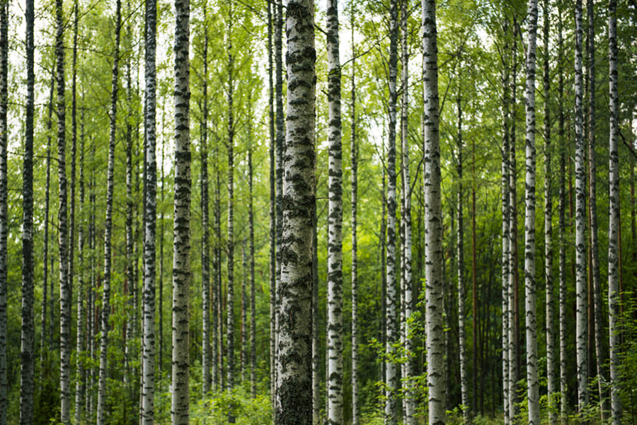 Carta Da Parati Foresta di Betulle - Fotomurale