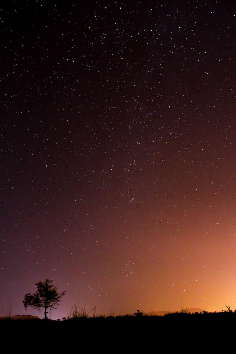 Carta Da Parati Albero Delle Stelle - Fotomurale