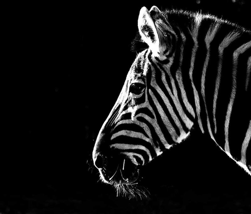 Carta Da Parati Zebra - Fotomurale