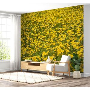 Applicazione Di Carta Da Parati Margherite Gialle