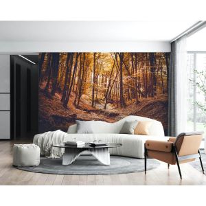 Carta Da Parati Foresta Di Sherwood