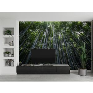 Applicazione Di Carta Da Parati Pioppi Nel Cielo