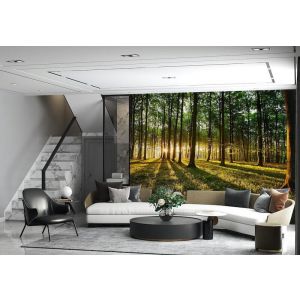 Applicazione Di Carta Da Parati Foresta Radiosa