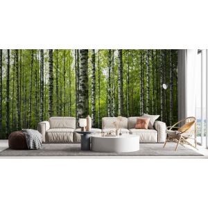 Carta Da Parati Foresta di Betulle